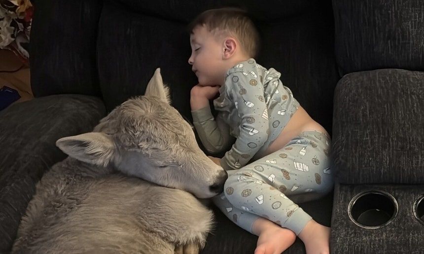 갓 태어난 송아지가 아이와 함께 잠든 모습. AP=연합뉴스