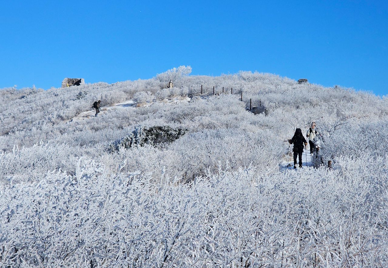 1일 강원 태백산국립공원 정상에 상고대가 피어 있다. 기상청에 따르면 오늘(2일) 오전까지 전국 대부분 지역에 눈이 내리겠다. 예상 적설은 수도권 3~10㎝, 강원 5~10㎝(산지 15㎝ 이상)다. [연합뉴스]