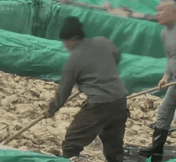 중국의 한 절임배추 공장에서 노동자가 담배를 피우고 침을 뱉는 장면이 포착됐다. 사진 엑스 캡처