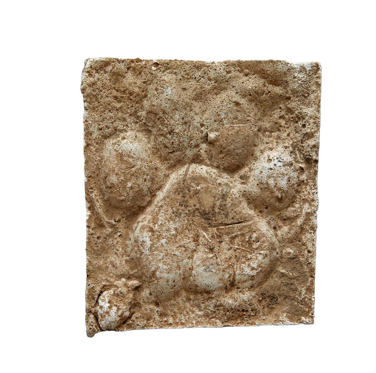 성인 남성 손바닥만 한 호랑이 발 사이즈. 