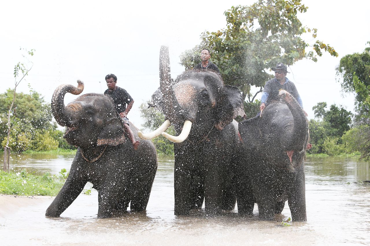태국 아유타야 왕립코끼리크랄빌리지 인근 강에서 목욕하는 코끼리들. 신화=연합뉴스