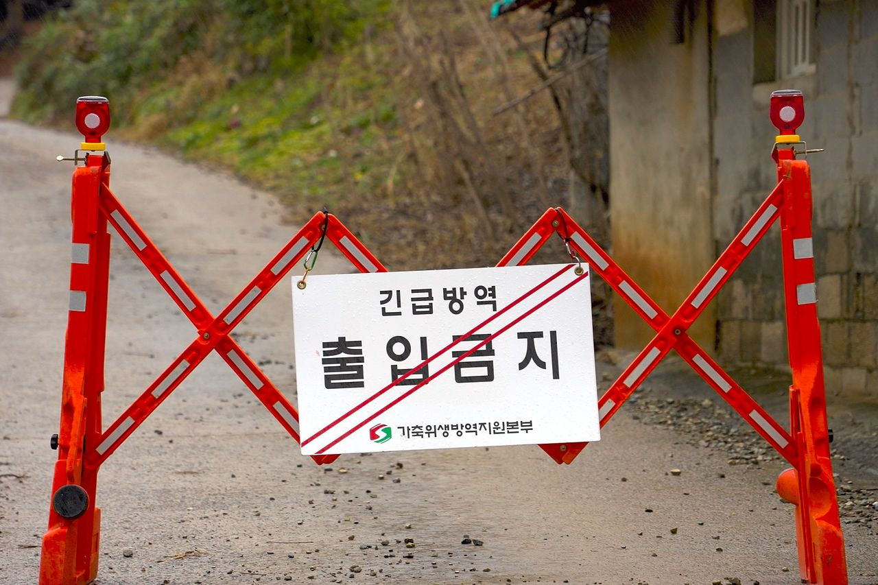 아프리카돼지열병 발생 출입금지. 연합뉴스