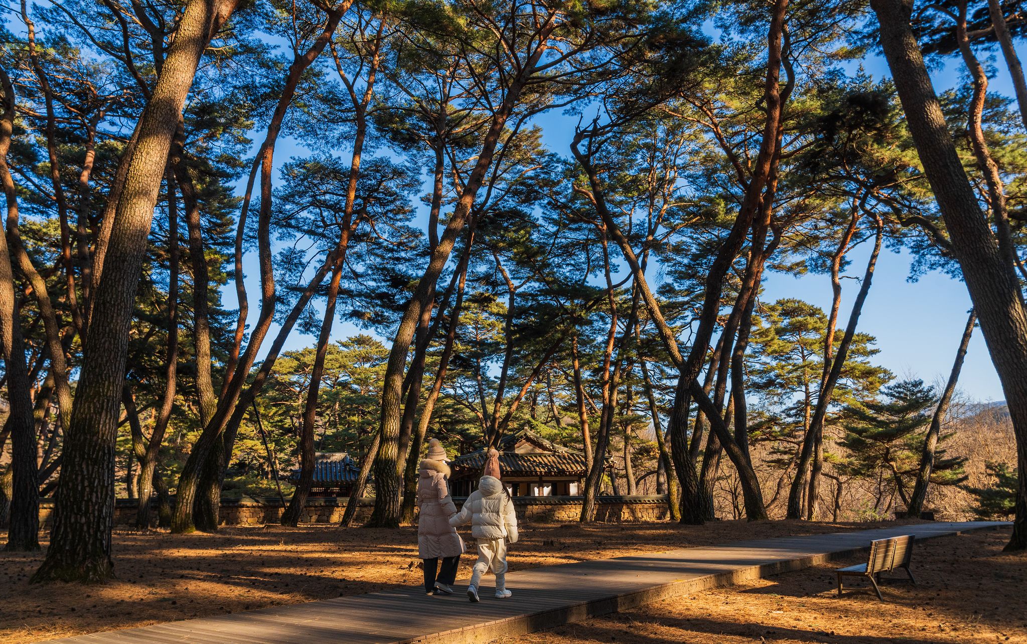 청령포 단종어소 뒤편은 울창한 솔숲이어서 거닐기 좋다. 백종현 기자