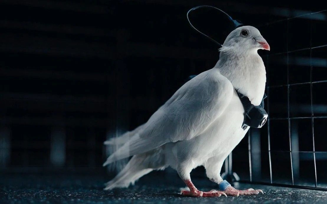 러시아 네이리 그룹이 개발 중인 '사이보그 비둘기 드론'. 네이리 그룹 홈페이지 화면 캡처