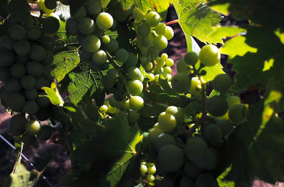 프랑스 부르고뉴 샤블리에서 촬영한 청포도 샤르도네. [사진 이영지]