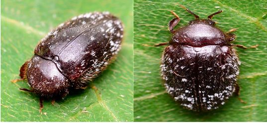 소양강 주변에서 발견된 거북딱정벌레 속의 한 종인 'Pseudochelonarium japonicum'의 모습. 거북딱정벌레속(Pseudochelonarium) 역시 대부분 열대, 아열대 지방이 고향이다. [국립생물자원관]