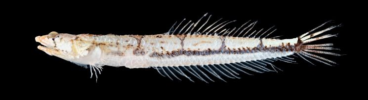 별바라기과의 한 종인 띠별바라기는 김진구 국립부경대 생물자원학과 교수가 제주도 모슬포에서 채집했다. 평소에는 모래자갈 속에 숨어 있다가 곤쟁이 등 소형갑각류가 접근해 오면 엄청난 속도로 튀어 올라 먹이를 가로채 다시 원위치로 되돌아오는 특이한 습성을 가졌다. [국립부경대]