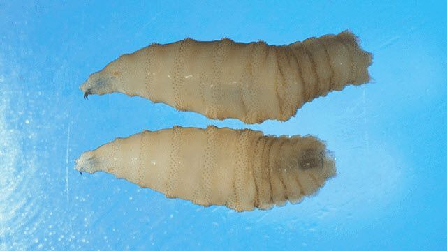 신세계 나사벌레(New World Screwworm, NWS)의 모습. 사진 미국 질병통제예방센터(CDC)
