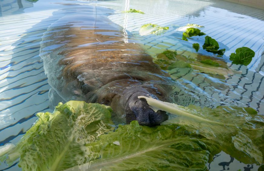 씨월드 오를란도 구조 센터에서 보호받고 있는 어린 매너티 한 마리가 채소를 씹어 먹고 있다. 사진 플로리다 비영리 공영 라디오 방송사(CFPM) 홈페이지