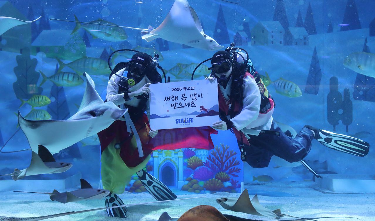 씨라이프 코엑스 아쿠아리움은 연휴 기간 가오리 생태설명회를 진행한다. 한복 입은 아쿠아리스트와 가오리의 모습. 사진 씨라이프 코엑스 아쿠아리움