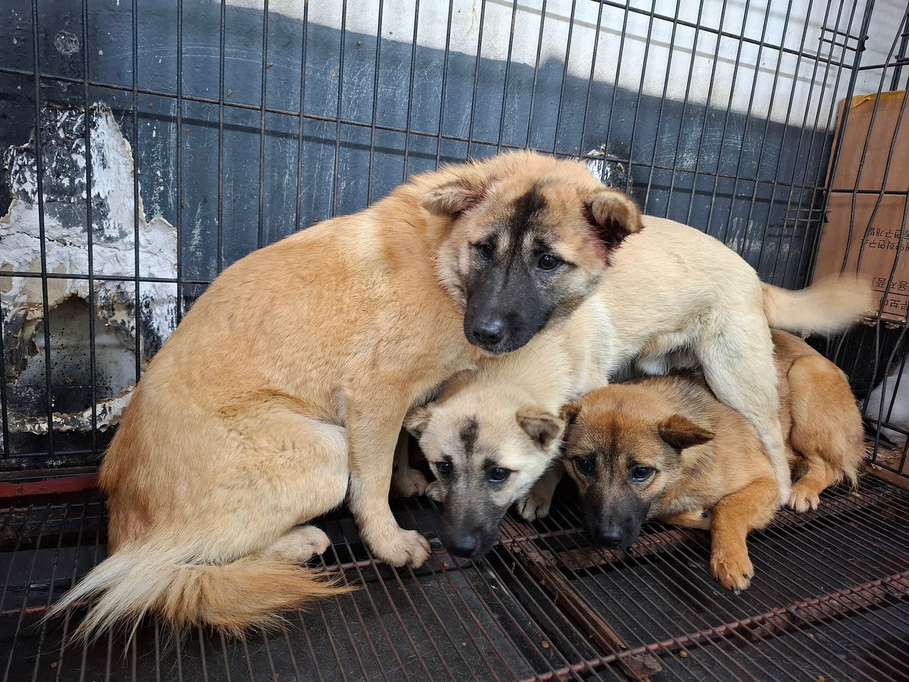 12일 자정 전북 전주시 덕진구 송천동의 한 아파트 단지 인근에서 붙잡힌 들개 3마리의 모습. 사진 전주시