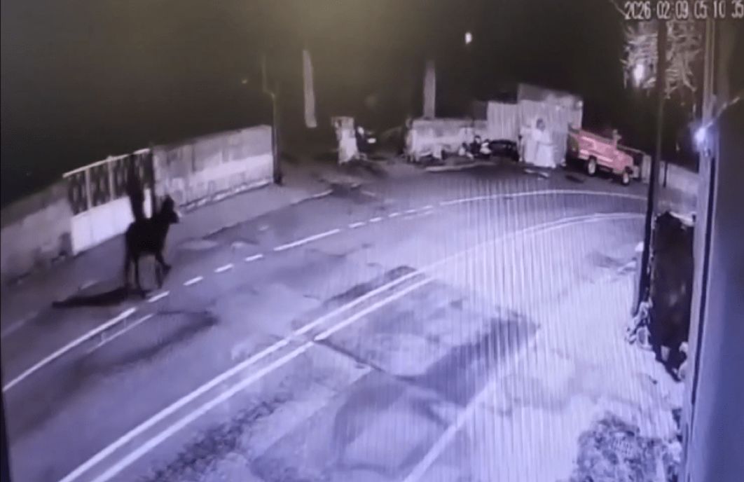 튀르키예 20대 절도범은 금은방에서 귀금속을 훔친 후 경찰 수사망을 피하기 위해 미리 준비해둔 당나귀를 타고 현장을 빠져나갔다. 사진 'HYPEFRESH' 캡처