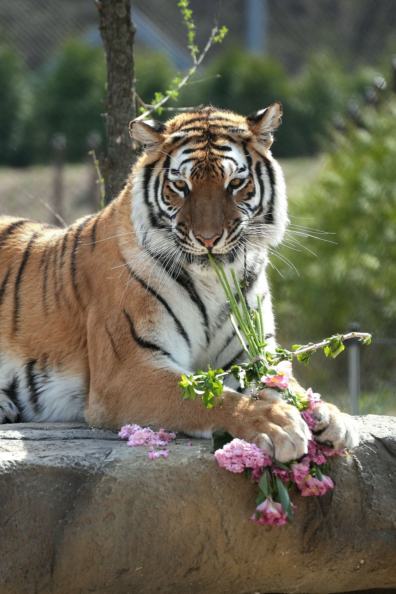 경북 봉화군 국립백두대간수목원의 백두산호랑이 '무궁'. [사진 한국수목원정원관리원]