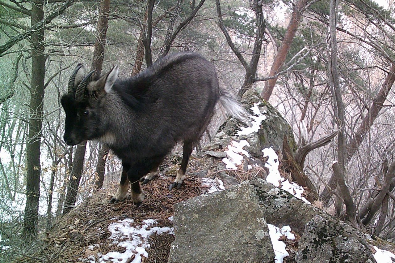 무인카메라에 포착된 멸종위기 1급 산양의 모습. 사진 조영석 대구대 교수