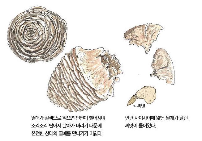 우리 주변 식물들의 비밀 이야기 71 히말라야시다