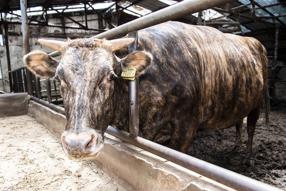 경북 울릉군에서 사육되고 있는 울릉칡소의 모습. 사진 울릉군