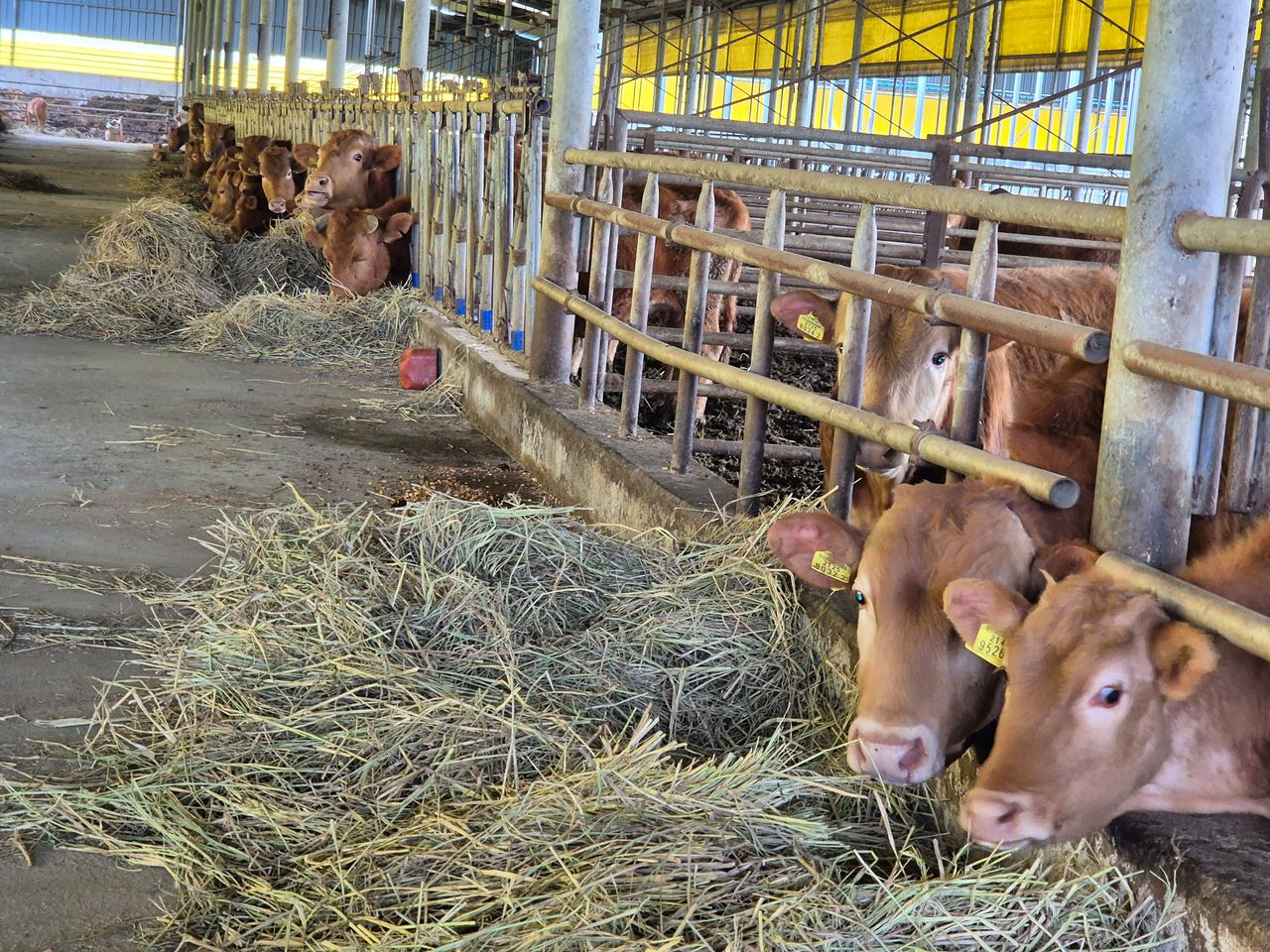 지난 12일 오후 전남 나주시 왕곡면 한 한우농장에서 농장주 김선태씨가 소들에게 조사료용 볏짚을 주고 있다. 황희규 기자