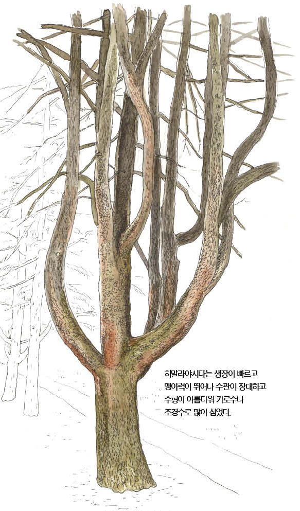 우리 주변 식물들의 비밀 이야기 71 히말라야시다