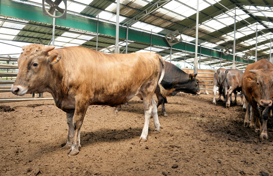 충북 청주 칡소영농조합 농장에서 기르는 칡소. 중앙포토