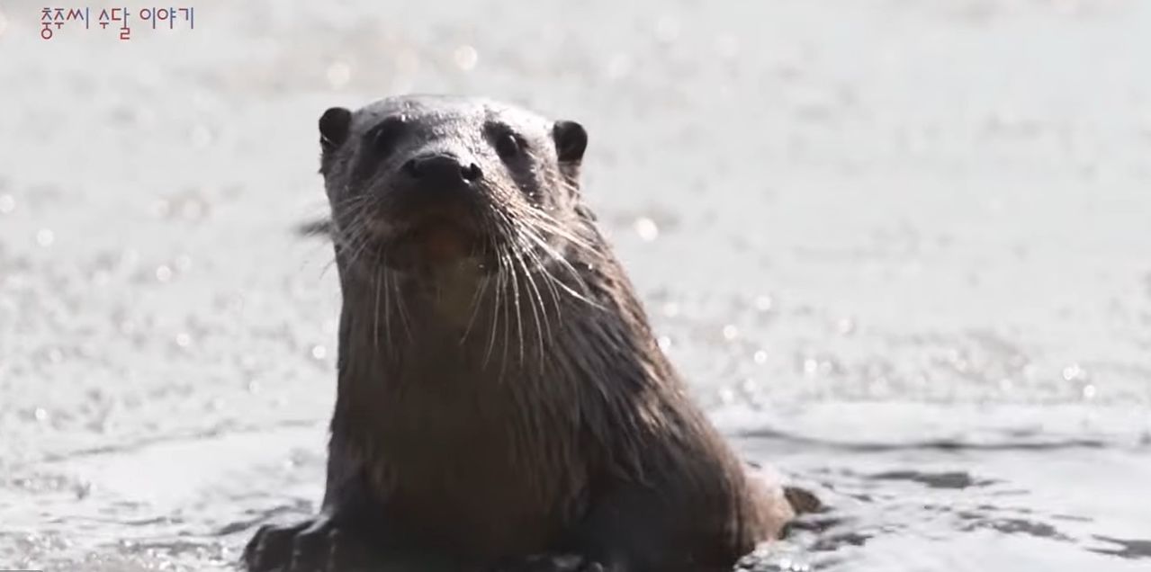 사진작가 이광주씨가 충북 충주시 달천과 호암지 등에서 촬영한 수달. 이씨는 지난해 12월~올해 1월 해당지역에서 여러 마리의 수달을 촬영해 유튜브에 공개했다. [유튜브 캡처]