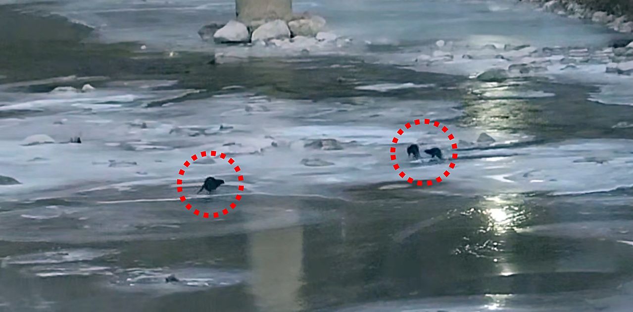 1월 9일 오전 7시 30분경 경상북도 봉화군 석포면 영풍 석포제련소 직원이 출근길에 제련소 앞 하천에서 수달 3마리를 발견해 촬영했다. [영풍그룹]