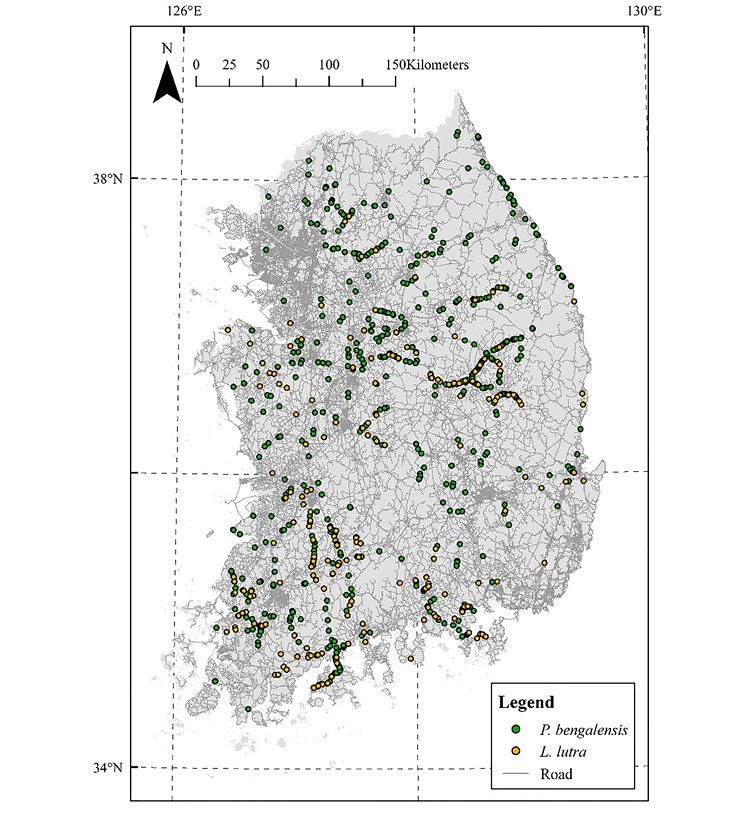 장이권 이화여대 에코과학부 교수와 김기윤 충북대 수의과대학 교수 등이 최근 국제 학술지 '동물 세포와 시스템(Animal Cells and Systems)'에 발표한 국내 멸종위기종 삵과 수달의 로드킬 발생 위치. 노란색이 수달이다. [해당 논문]