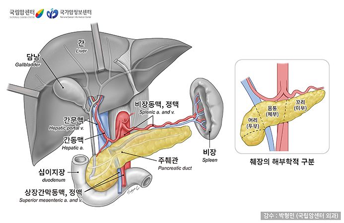 췌장의 위치와 구조. 출처 국가암지식정보센터