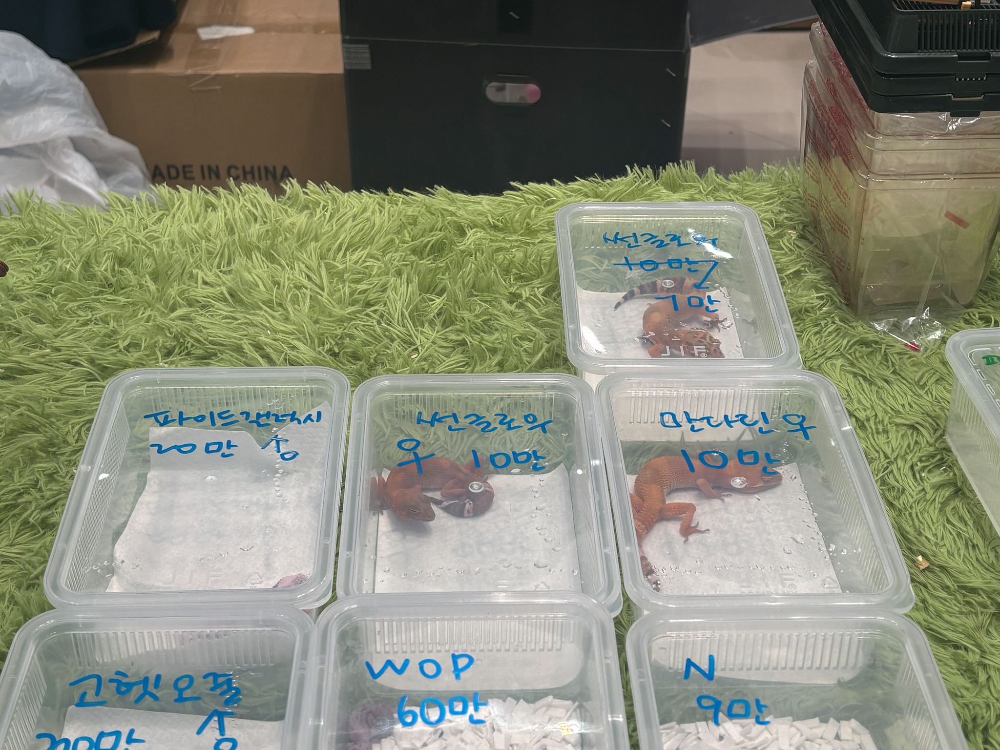 체험행사 현장에서 동물들을 판매하고 있는 모습. 사진 스레드 캡처