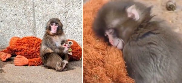 일본에서 어미에게 버림받고 오랑우탄 인형을 어미처럼 의지하며 지내는 새끼 원숭이 ‘펀치’. 사진 엑스 캡처