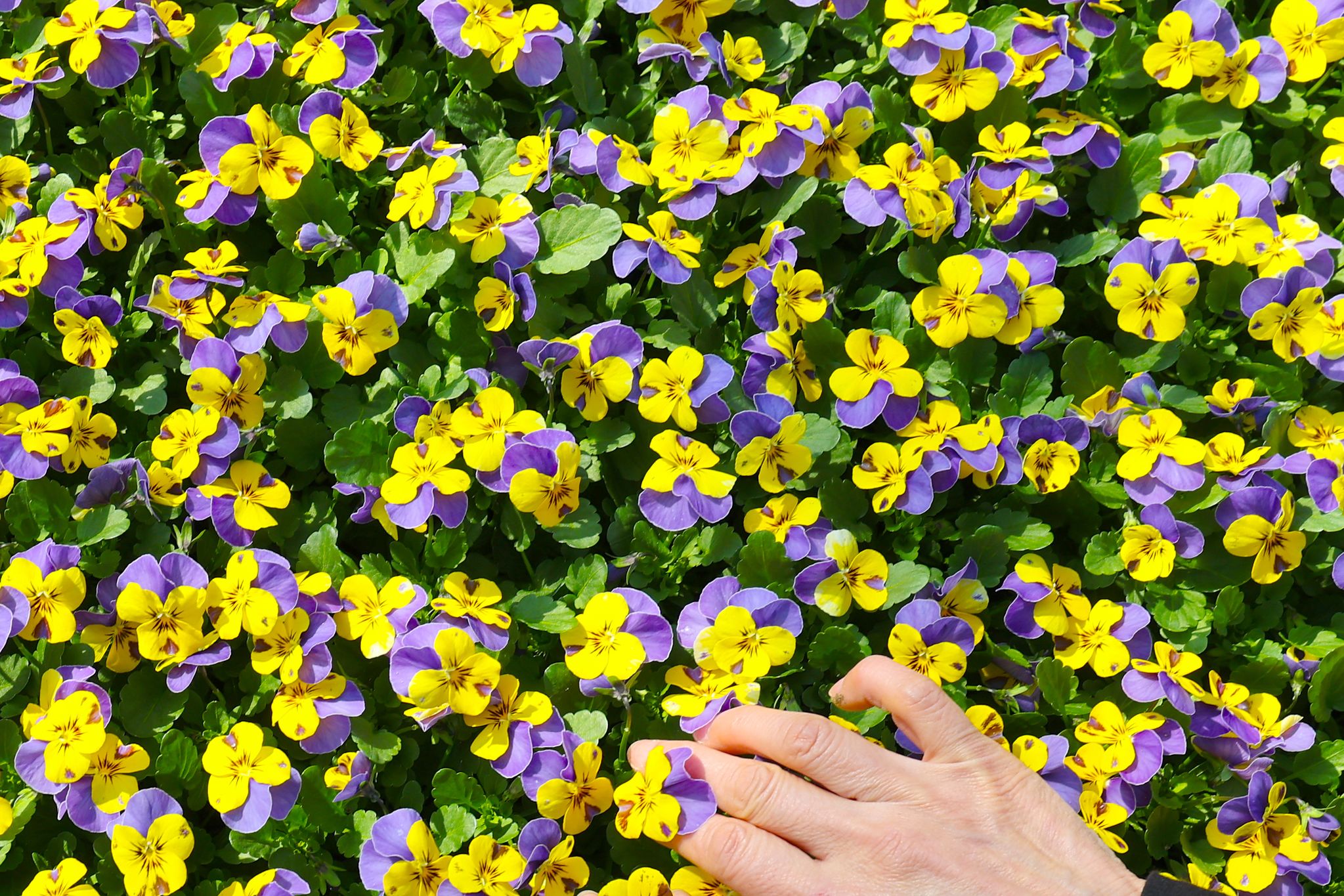 대전 중구 양묘장. 뉴스1