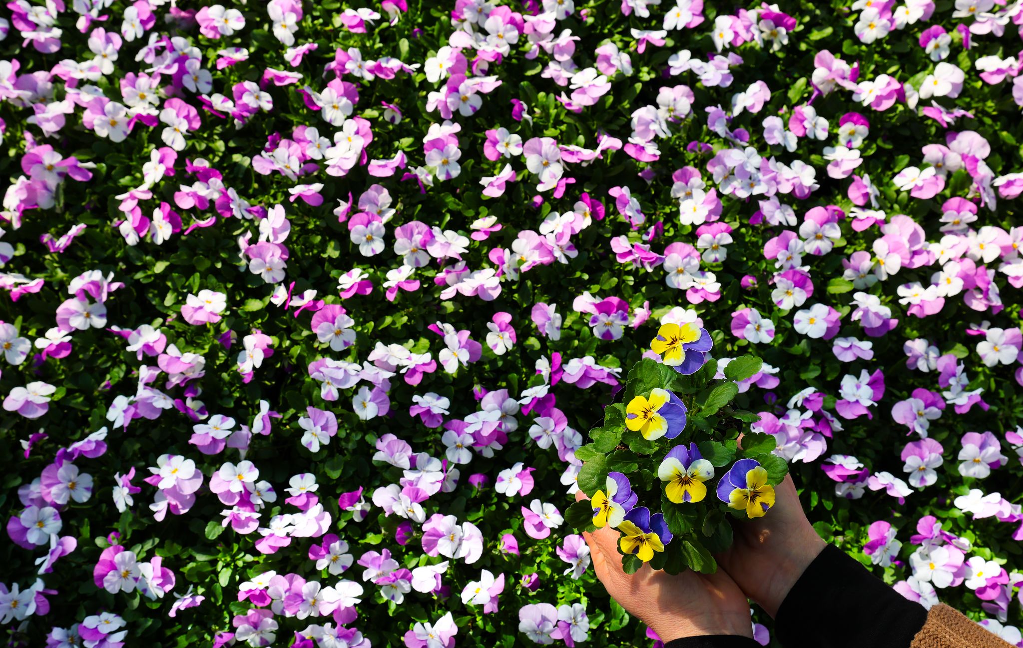 대전 중구 양묘장. 뉴스1