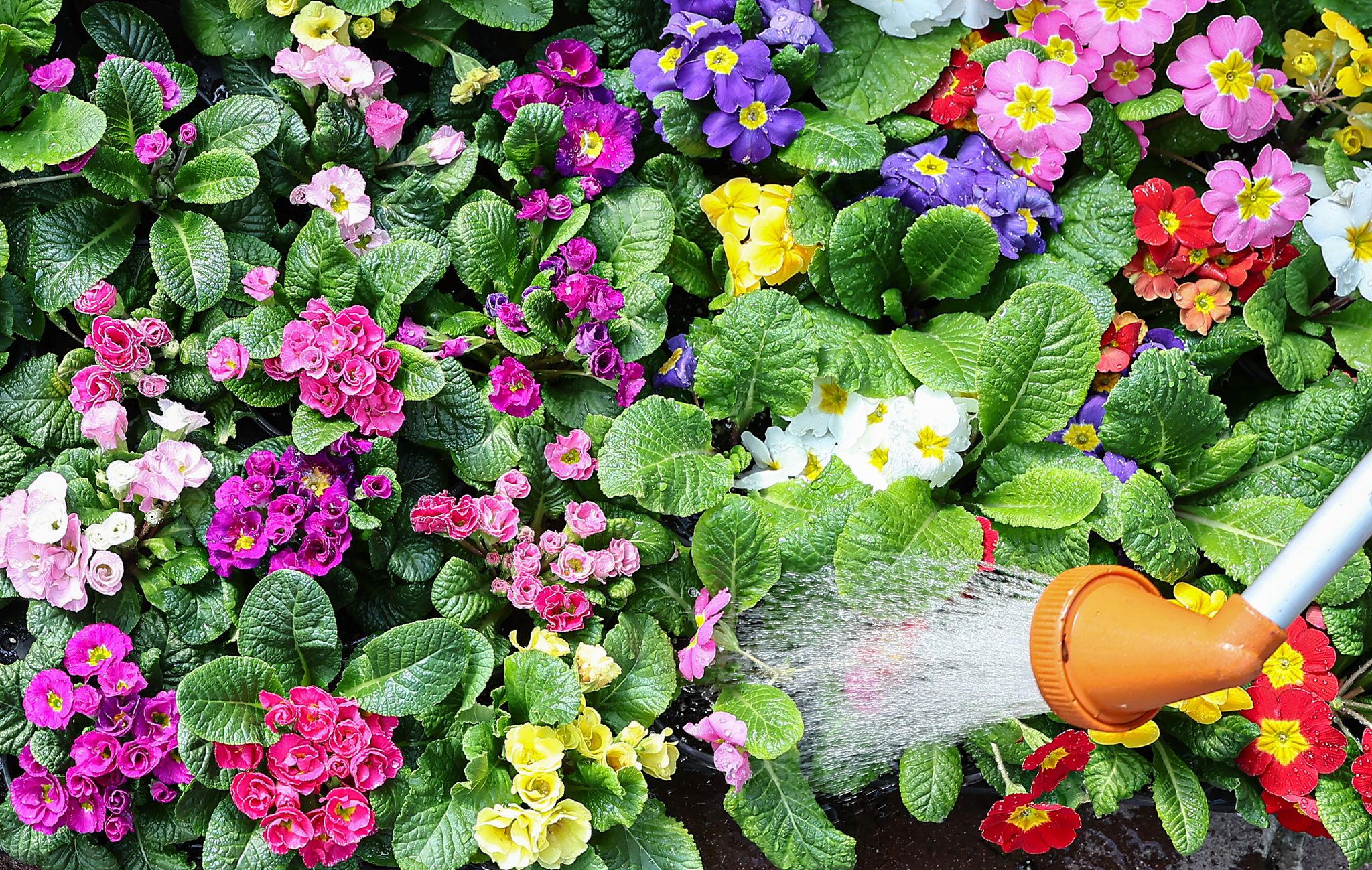 서울 서초구 양재화훼단지. 뉴스1