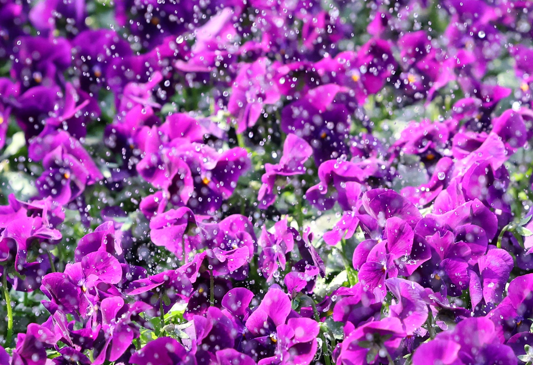 경기 안양시 동안구 양묘장.뉴스1