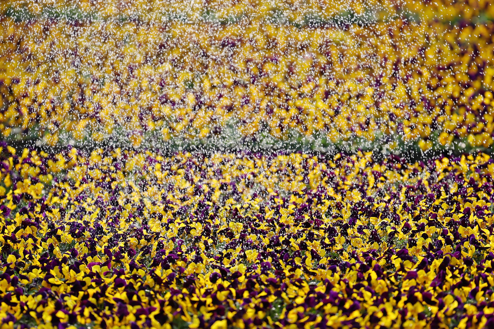 경기 안양시 동안구 양묘장. 뉴스1