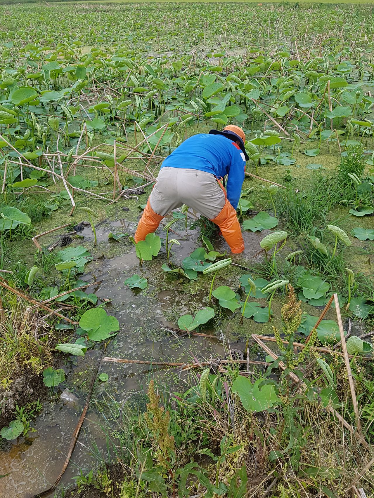 조병래씨는 갯벌처럼 점성이 강한 남해 논에서 연꽃 농사를 지었다가 실패를 맛봤다. 사진 조병래