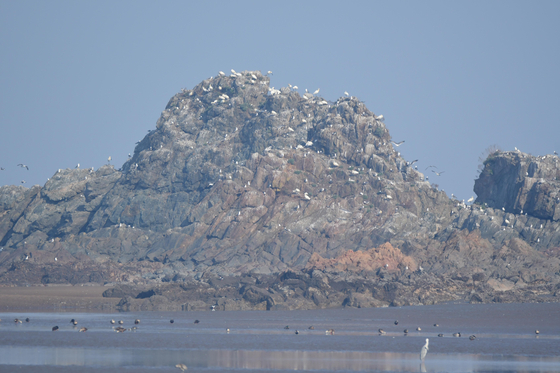 충남 서천군 유부도 인근에서 새로 확인된 저어새 집단번식지. 연합뉴스