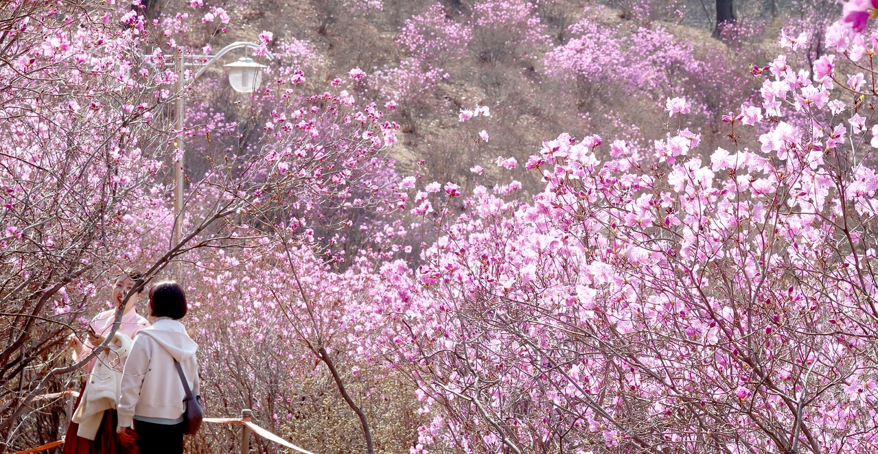 지난해 3월31일 오후 경기도 부천시 원미산 진달래공원을 찾은 시민들. 올해 서울의 진달래 꽃은 3월22일 필 것으로 전망된다. 이는 평년(3월29일)보다 7일 빠르다.[뉴시스]
