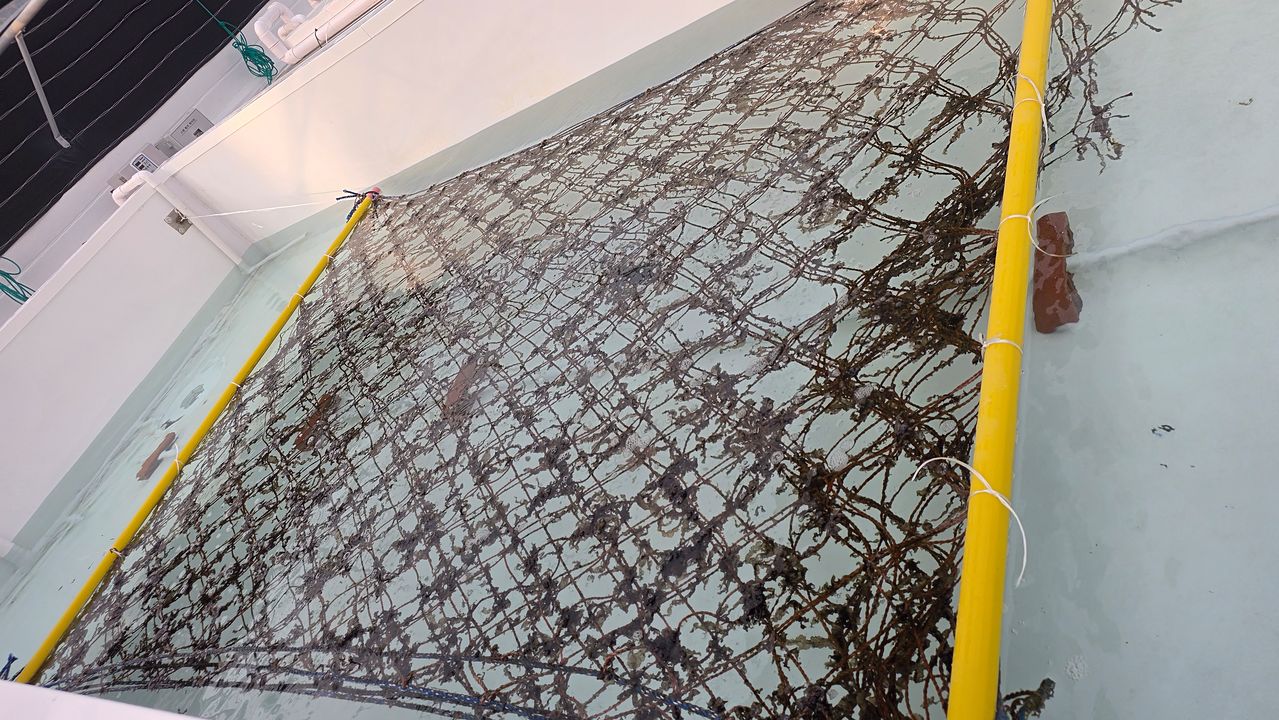 대상이 전남 고흥군에 조성한 김 육상양식 시설. 사진 대상 