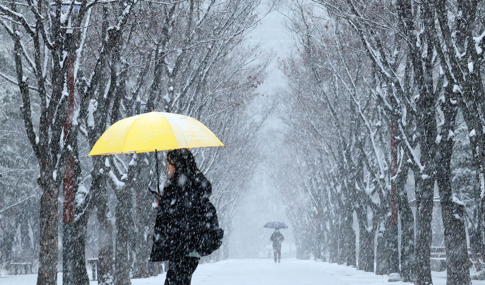 24일 대전 서구 보라매공원이 눈에 덮여 설국으로 변했다. 뉴스1