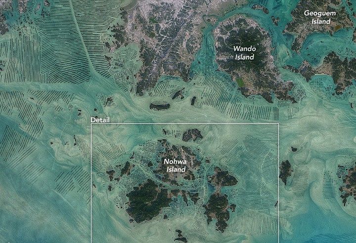 완도 양식장을 촬영한 인공위성 사진. [사진 미 항공우주국(NASA)]