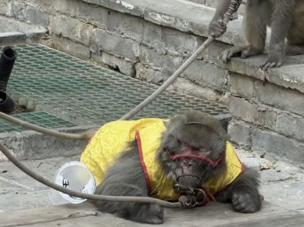 사진 웨이보 캡처