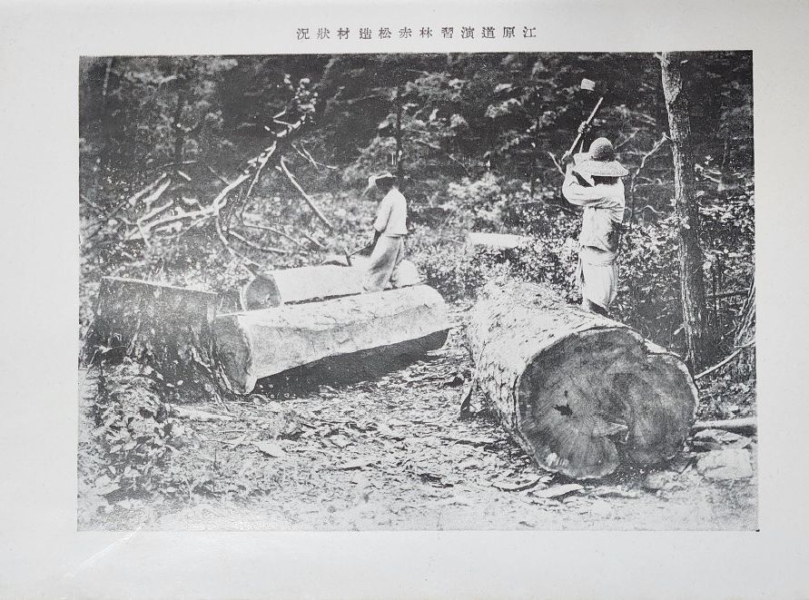 녹색연합이 도쿄대에서 확보한 '적송 도쿄제국대학교 조선강원도 연습림 보고서'에는 조선총독부가 현 비무장지대 내에 있는 강원 고성군 일대 연습림에서 금강소나무를 조달한 양과 방법 등이 나와있다. [녹색연합]