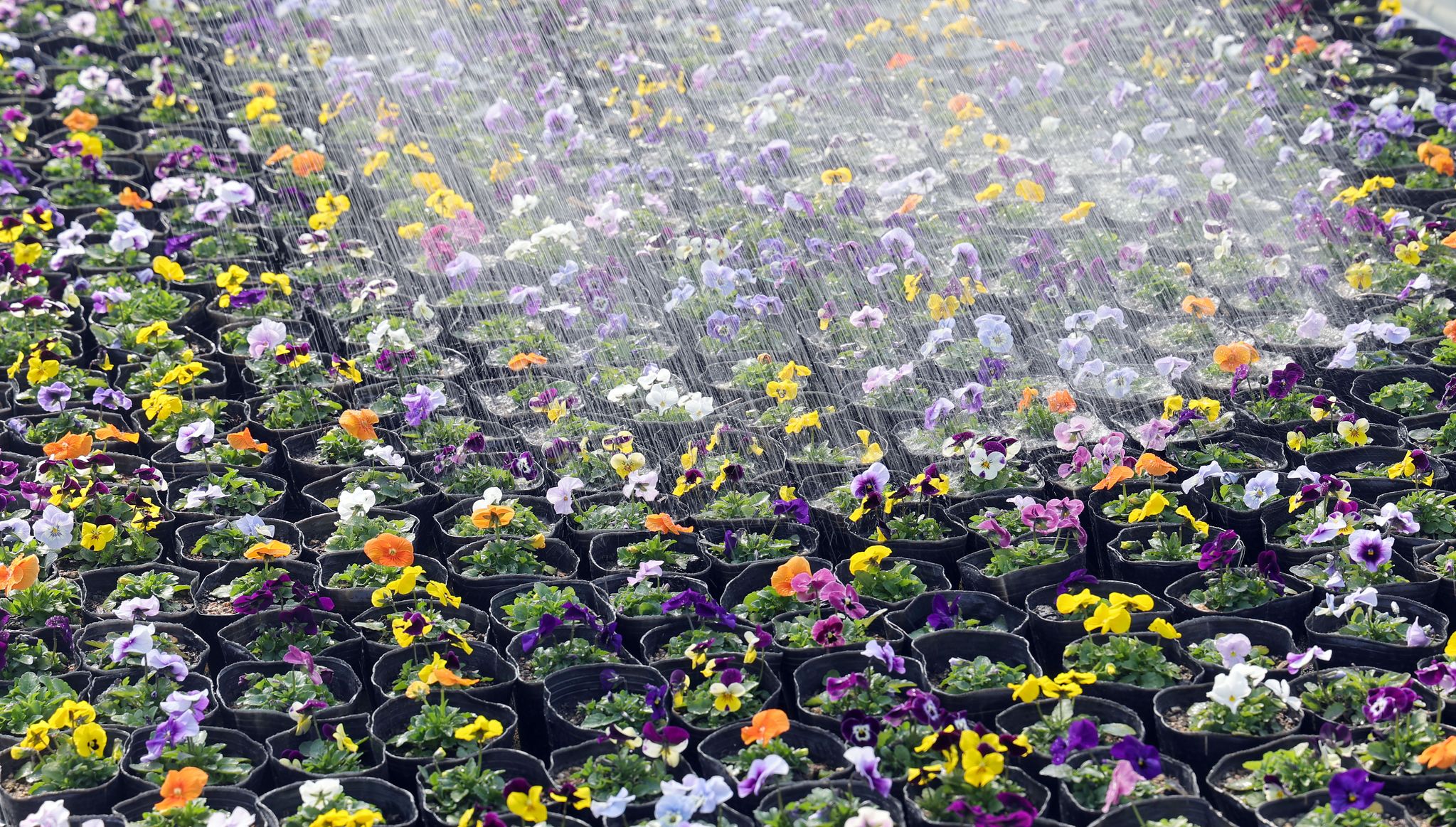  25일 덕은양묘장 작업자가 곧 출하를 앞둔 비올라에 물을 주고 있다.