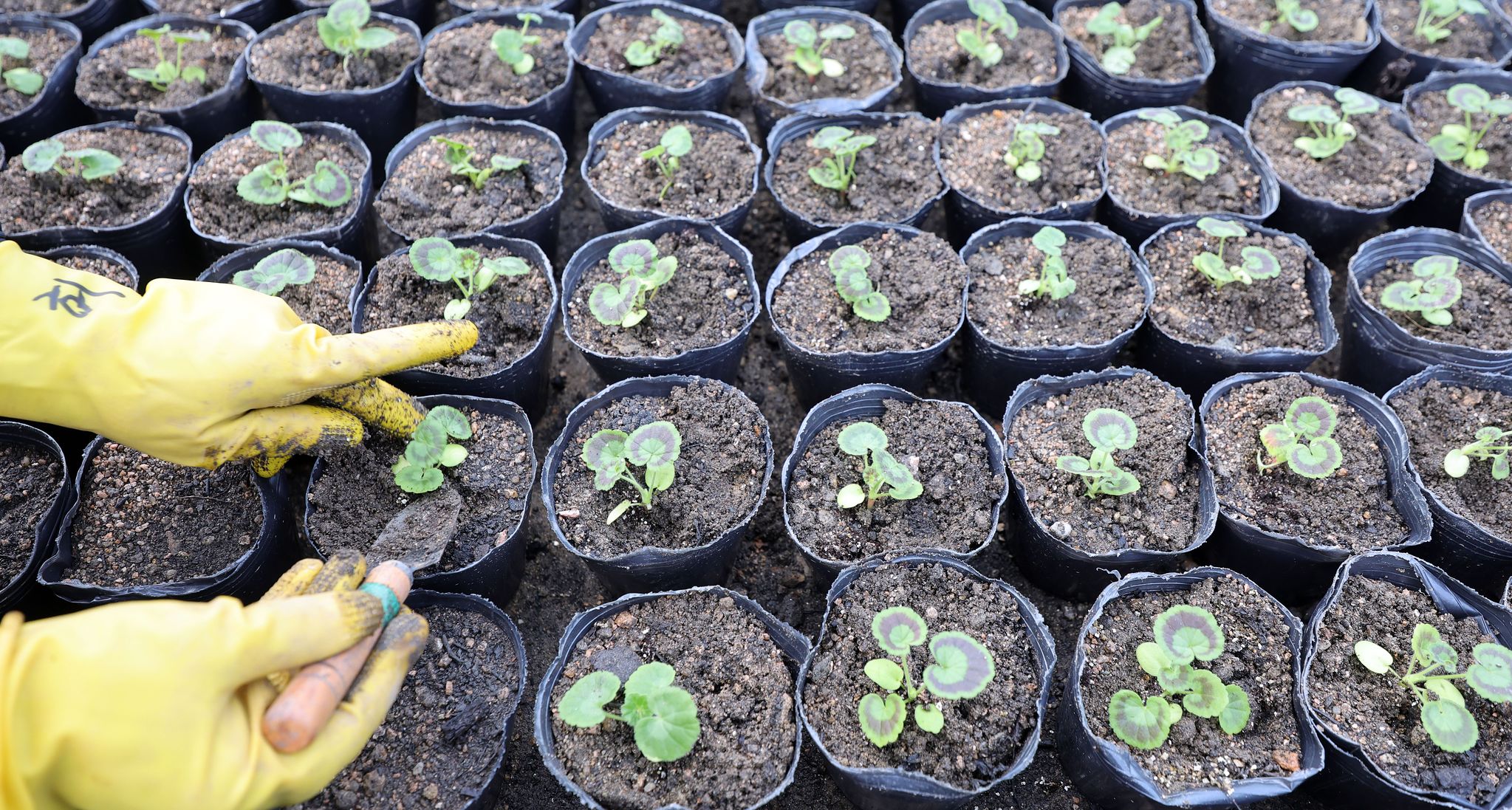 지난 12일 작업자가 배양토가 담긴 포트에 '플러그묘'를 옮겨심고 있다.