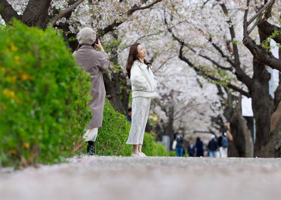지난해 4월 13일 서울 영등포구 윤중로를 찾은 외국인 관광객들이 여의도 봄꽃축제 마지막 날을 즐기고 있다. 뉴스1