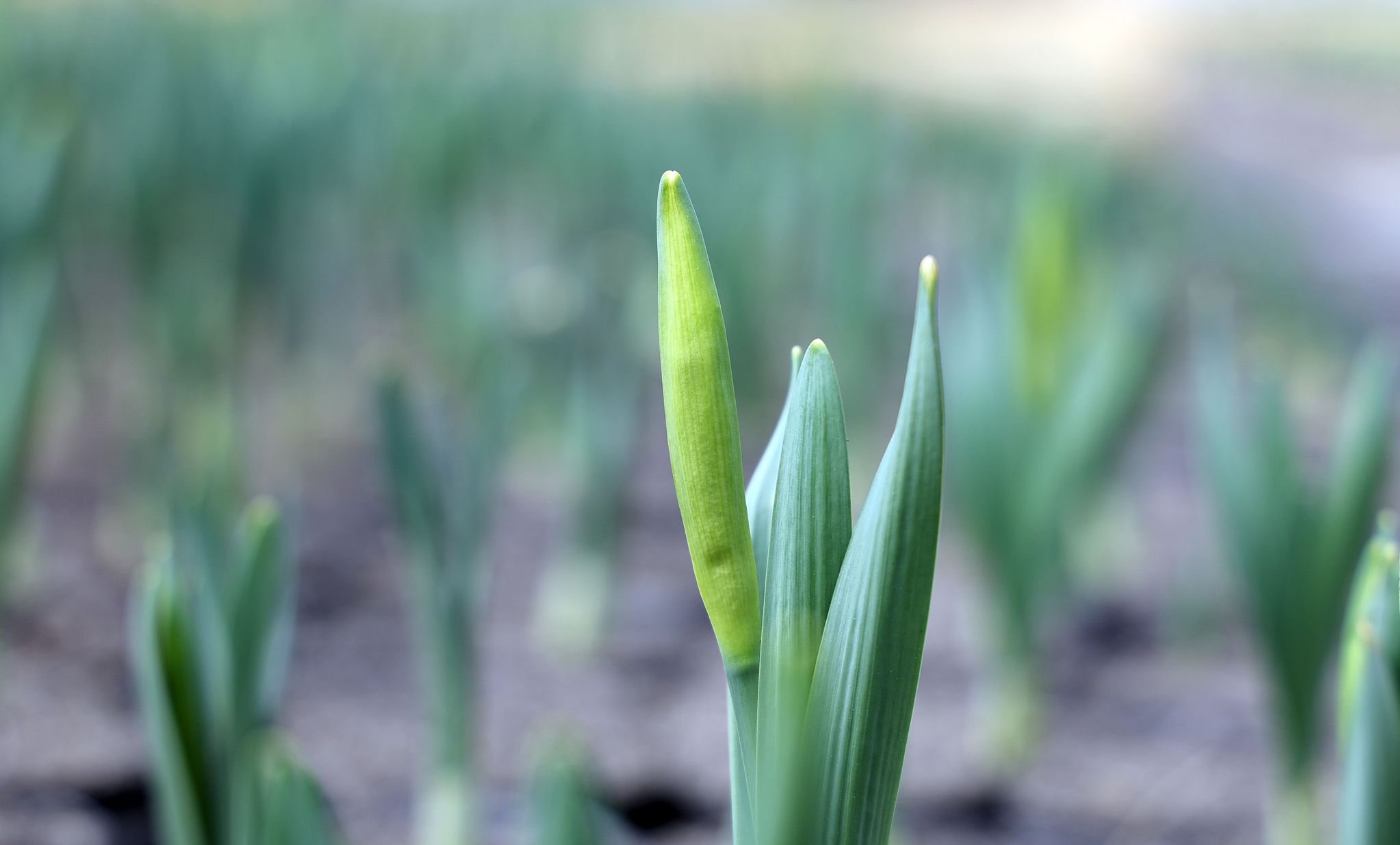 이달 초 잎만 살짝 내밀었던 수선화는 25일 금방이라도 꽃이 터질듯 꽃망울이 부풀고 있다.