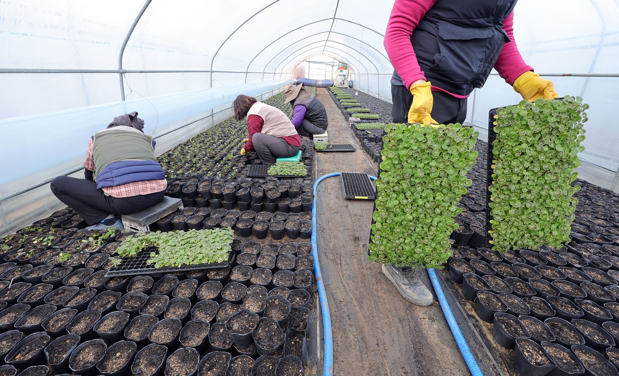  지난 12일 덕은양묘장 작업자가 배양토가 담긴 포트에 '플러그묘'를 옮겨심고 있다.