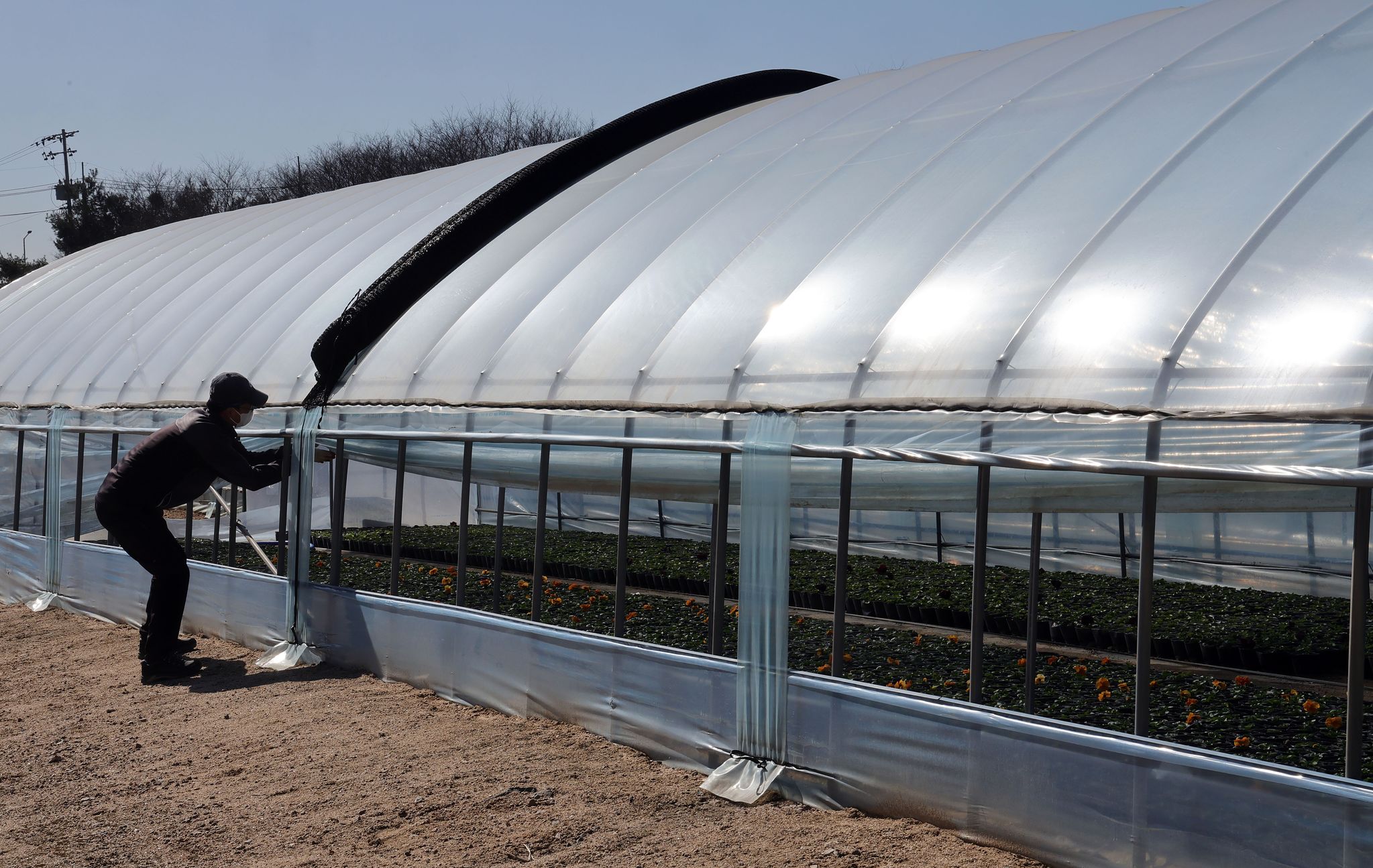 낮기온이 10도 이상 올라간 25일 덕은양묘장 작업자가 비닐을 들어올려 하우스 안 온도를 낮추고 있다.