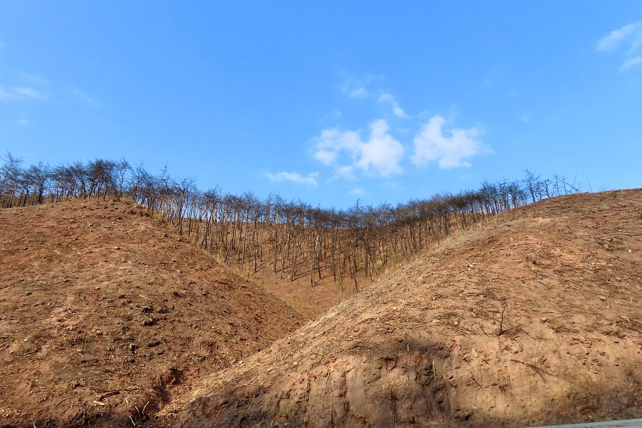 지난 2월 19일 경북 영덕군 축산면의 한 야산. 지난해 3월 경북 의성 산불이 51km 떨어진 이곳 영덕까지 들이닥치면서 임야를 초토화시켰다. 지난 가을부터 피해를 입은 임야의 나무를 베고 있는 중이다. 주민들은 ″벌거벗은 산 때문에 산사태가 걱정된다″고 했다. 김홍준 기자 