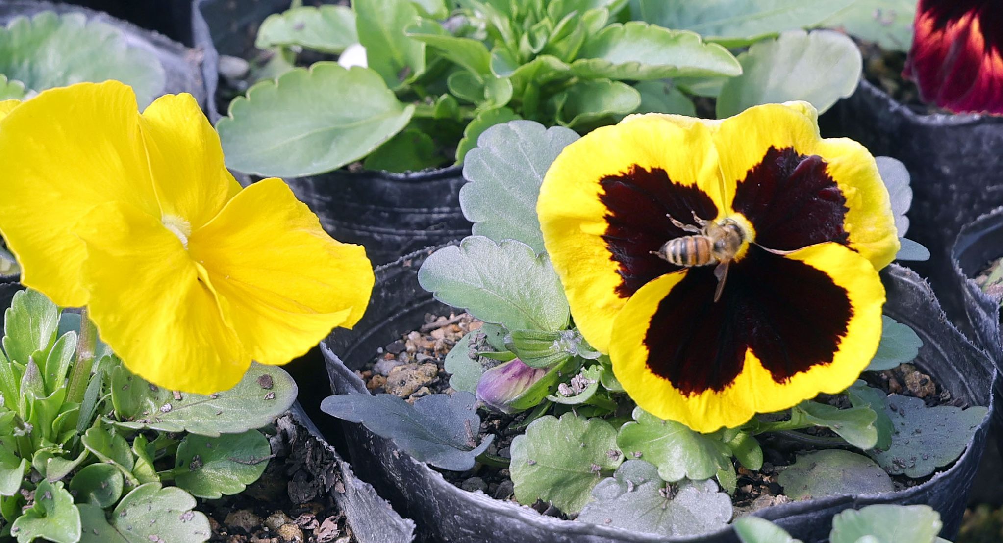 25일 활짝 핀 팬지에 벌이 날아 들었다.